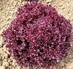 Šalát Lollo rossa Red Jeny